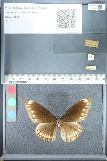 Media type: image;   Entomology 159230